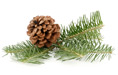 Pine cone and needles