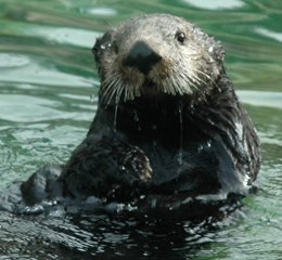 Sea Otter