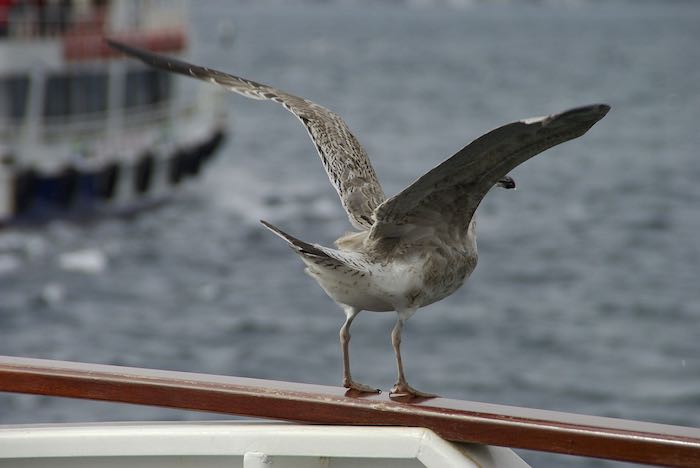 Seagull starting to take off