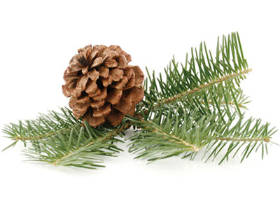 Pine cone with pine needles