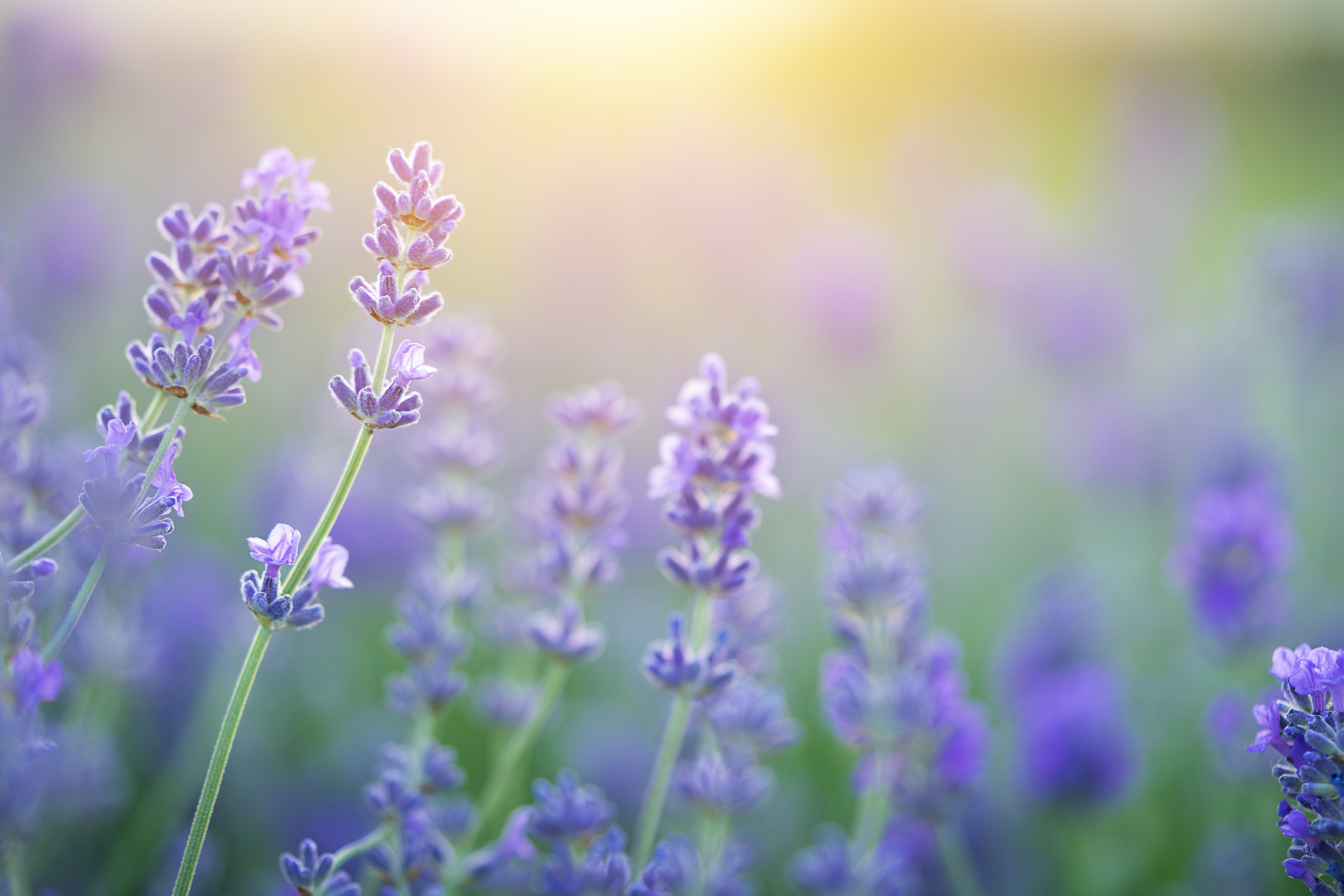 Lavender flowers blooming on sunset sky. Natural background, close up