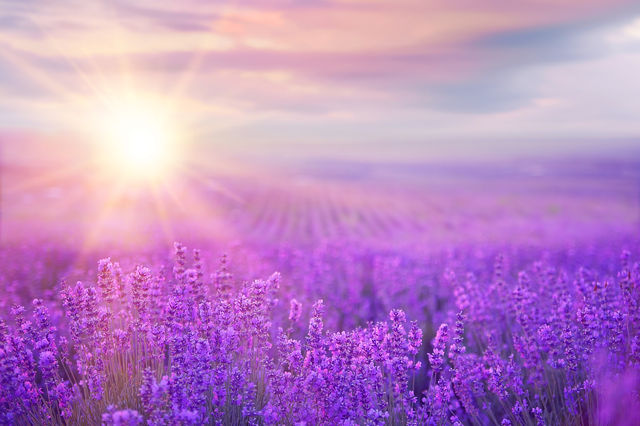 Sunset over a violet lavender field in Provence, France