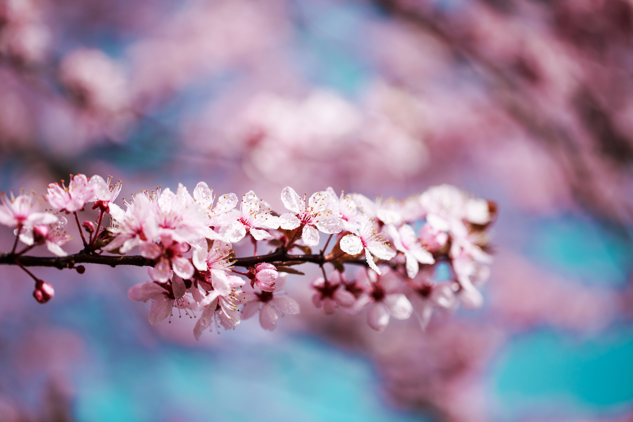 Beautiful fresh and young pink flowers of cherry in dew drops over blue sky. Macro.