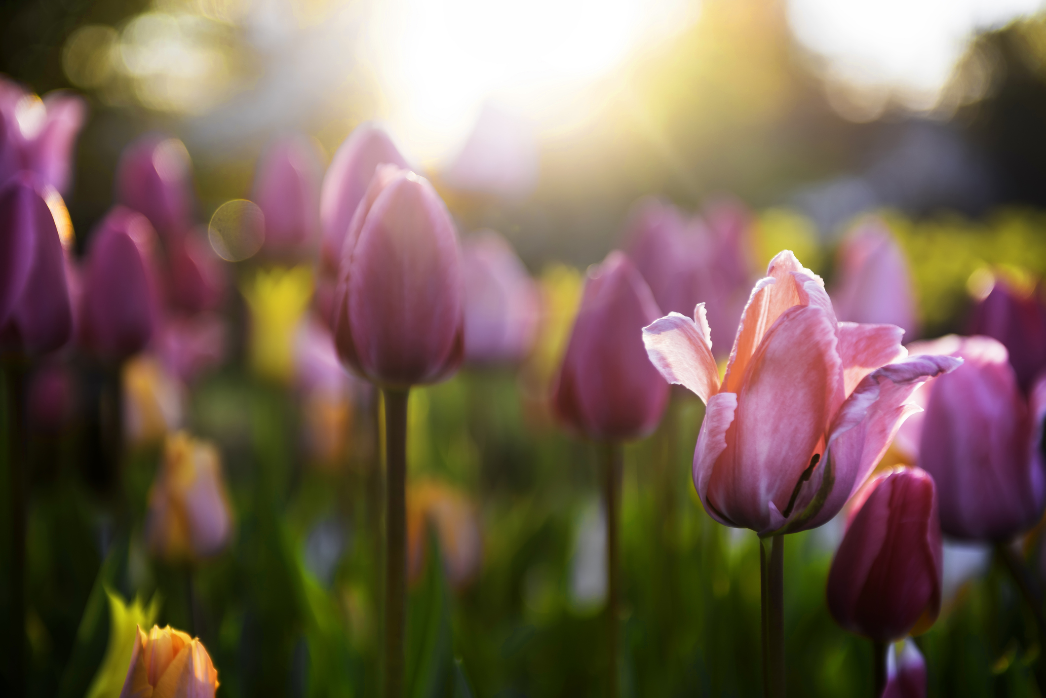 The Science of Scent in Healthcare: Benefits for Patients and Staff