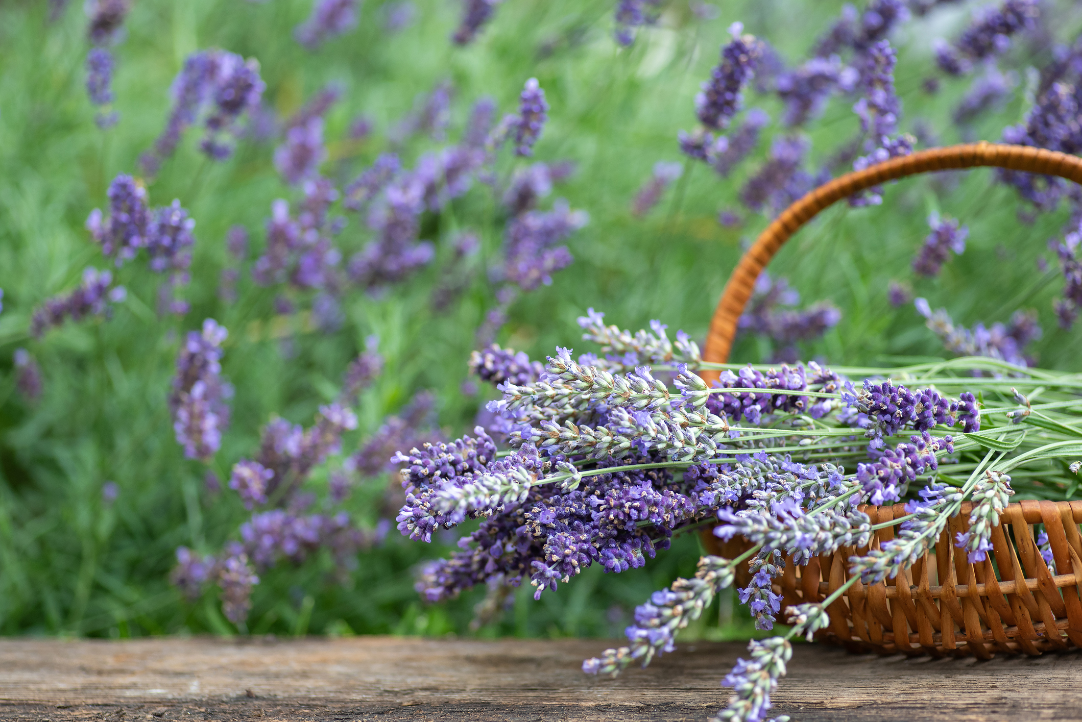 Scent Marketing 101: Why Retail Stores Should Use Signature Scents