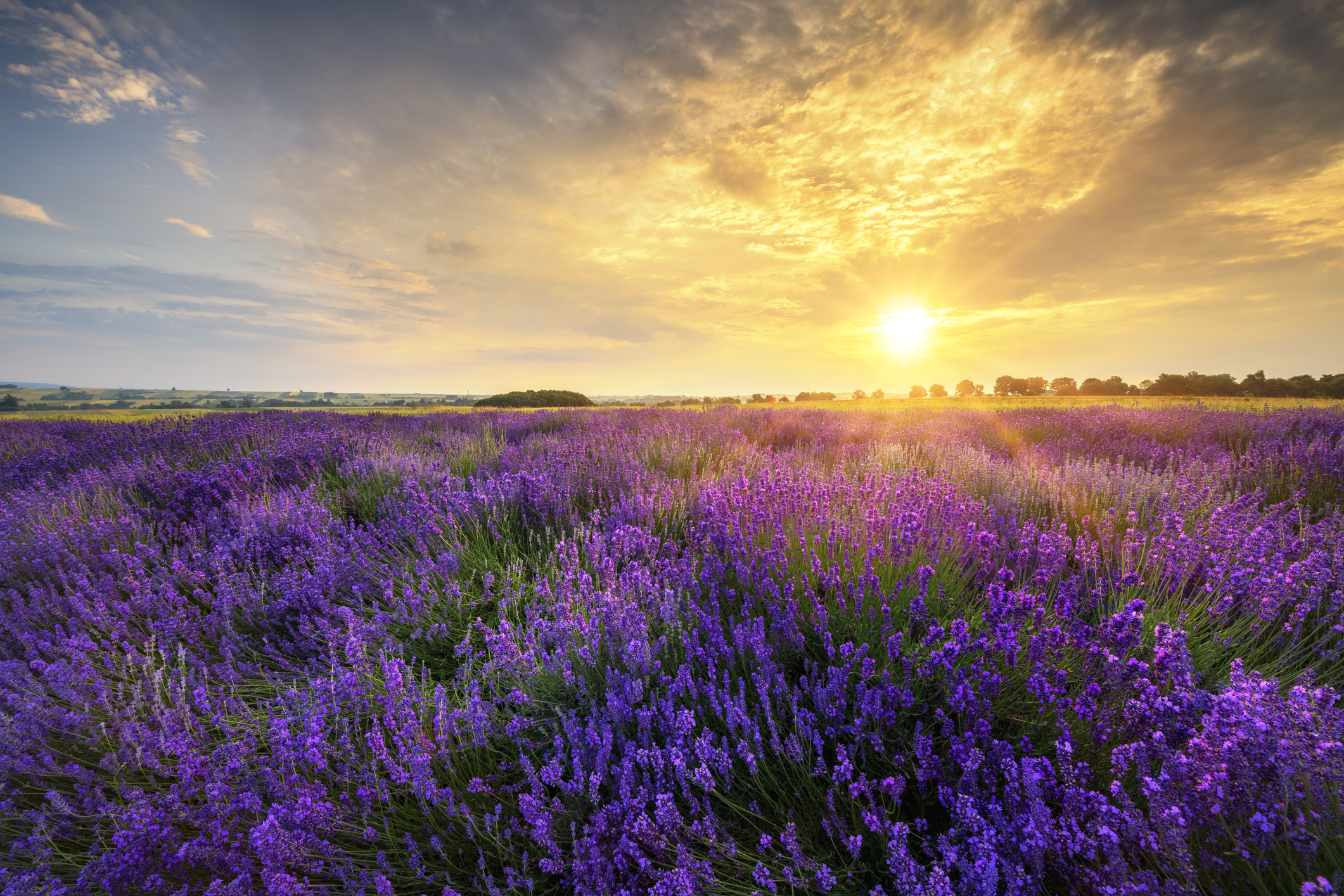 The Psychology of a Clean Smell: How Scent Branding Builds Trust Across Franchises