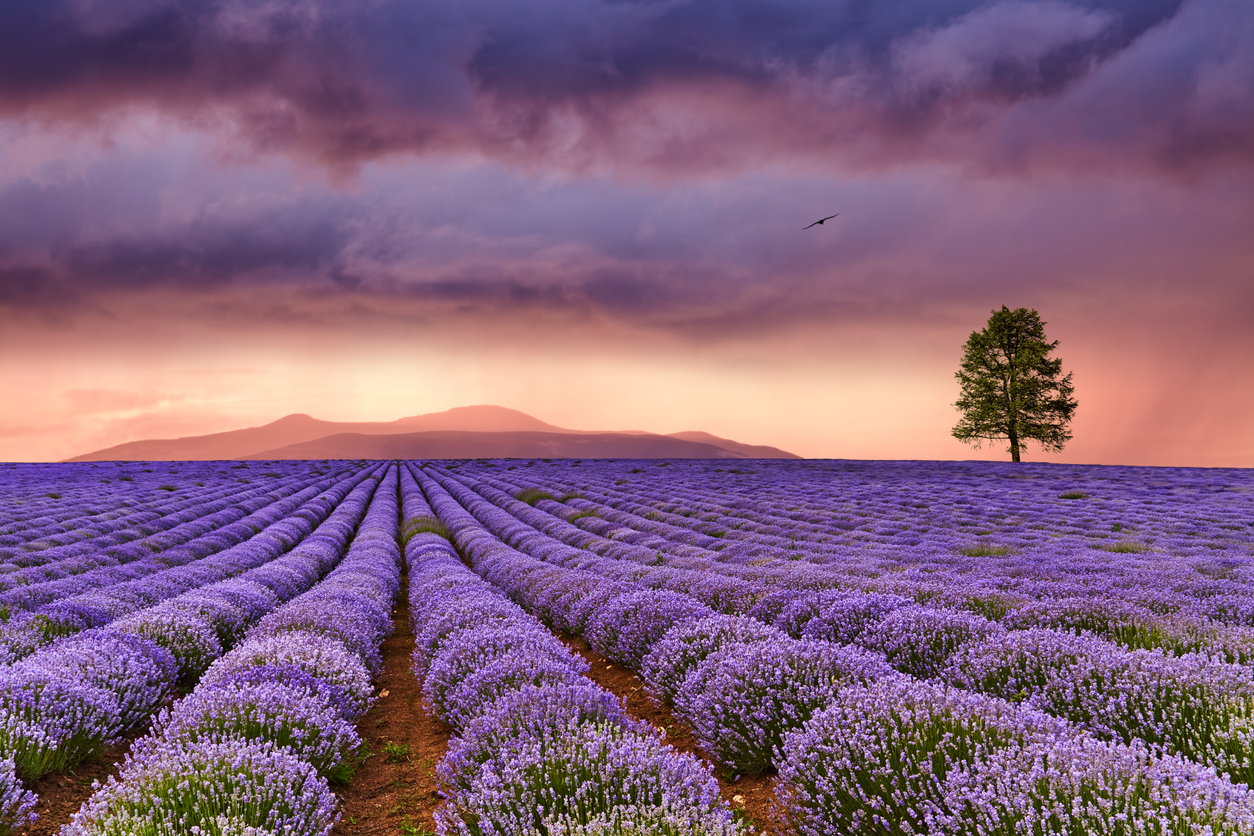 Scents of Belonging: Creating Emotional Loyalty Through Scent